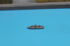 Speed boat "PTF 3" (1 p.) USA 1963 Trident TA 10121